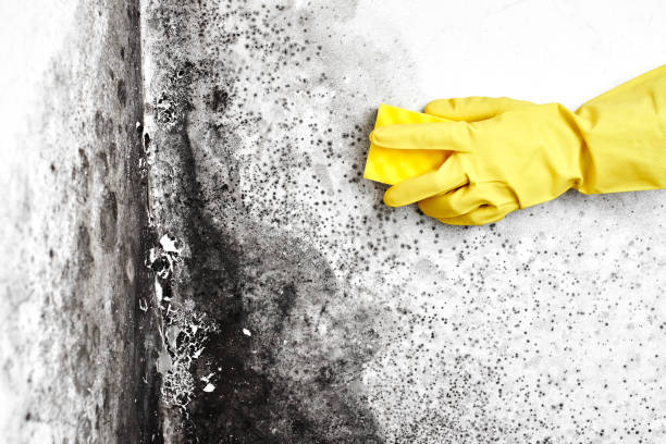 Best Crawl Space Mold Removal  in Ofallon, IL