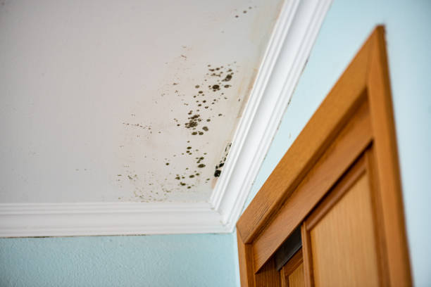 Best Black Mold Removal  in Ofallon, IL