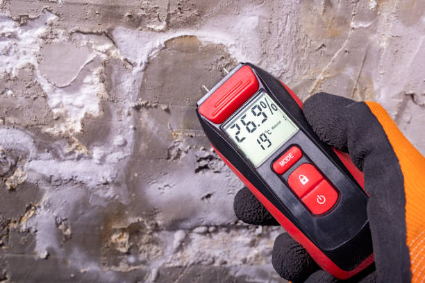 Best Same-Day Mold Removal  in Ofallon, IL
