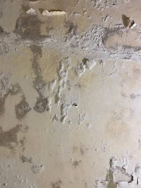 Best Black Mold Removal  in Ofallon, IL