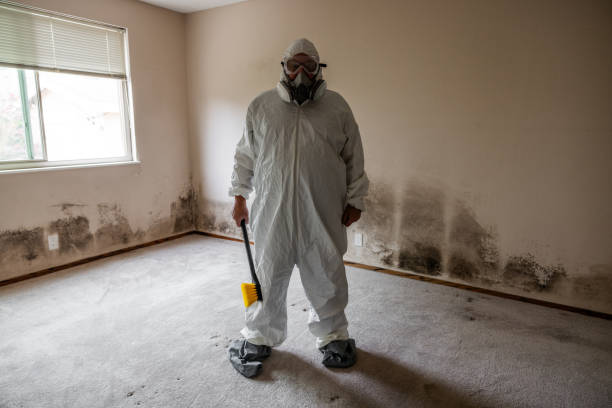 Mold Removal and Inspection in Ofallon, IL
